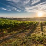 vigneto franciacorta