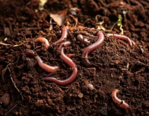 Scopri di più sull'articolo Vermicompost