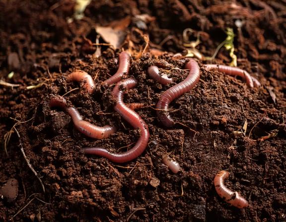 Al momento stai visualizzando Vermicompost