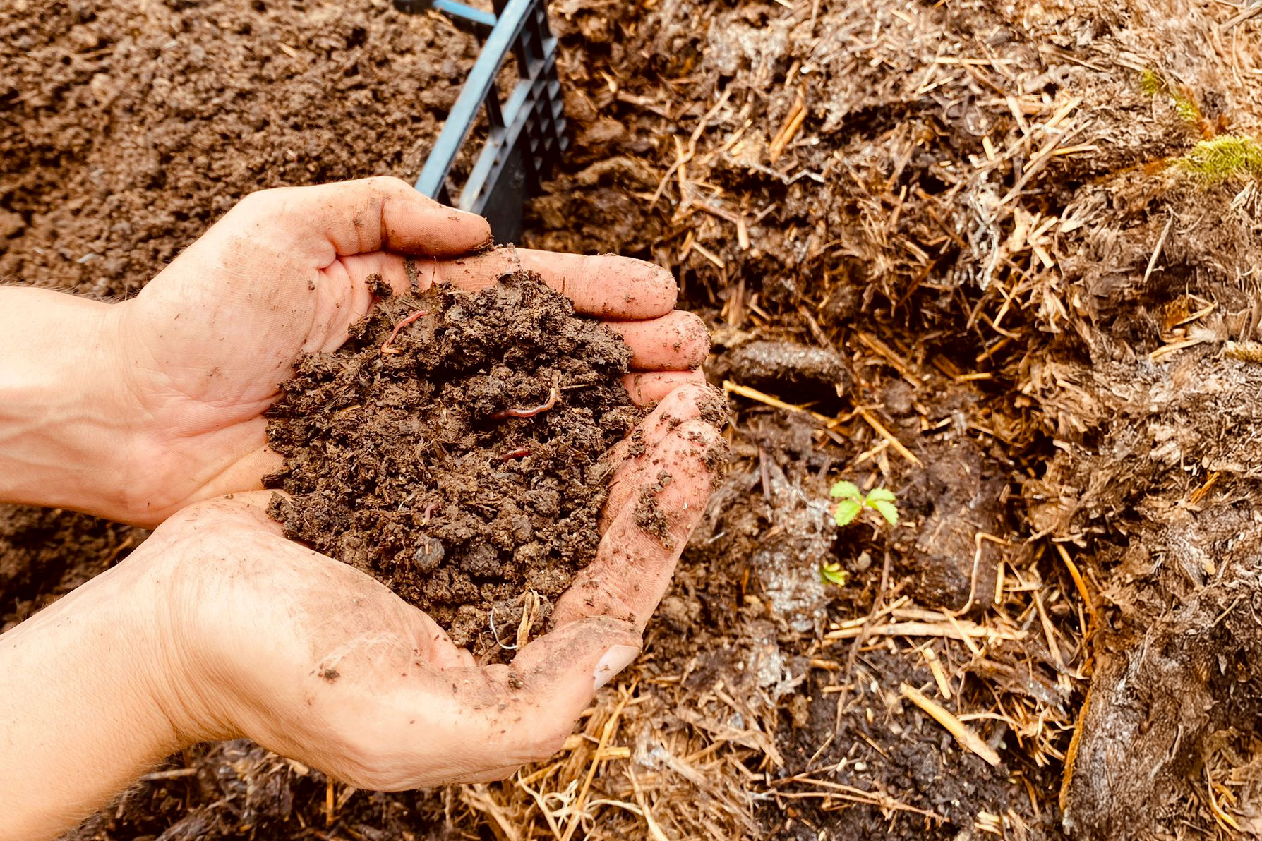 Al momento stai visualizzando Il mercato del Vermicompost